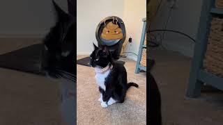 How The Litter-Robot 4 Works (This Thing is PAWsome)! #shorts