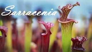 Уход за растениями-хищниками после зимовки. Sarracenia. Коллекция DIONAEAS