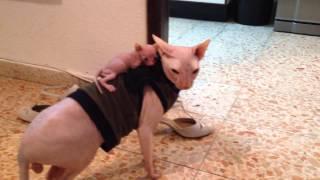 Amazing! sphynx cats