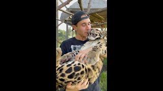 LEOPARD BELLY RUBS