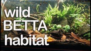 How to clean the substrate in a tank with botanicals (leaves and pods)