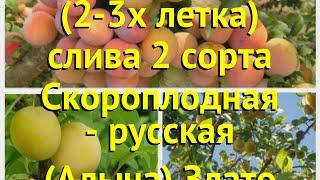 Слива обыкновенная, лекарственная. Краткий обзор prunus скороплодная - русская (алыча) злато скифов