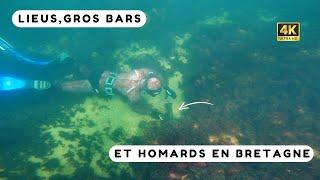 Un bar et un gros homard facile à pêcher ! Chasse sous marine Bretagne Sud