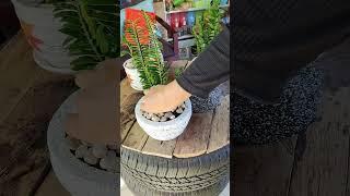 🪴 #plantsngardens #plants #plant #gardening #nature #planting #gardenning #vegetables #plantlover