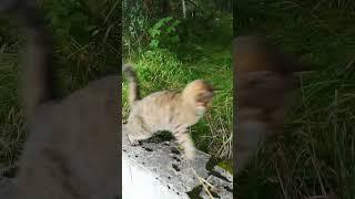 Cat plays with us