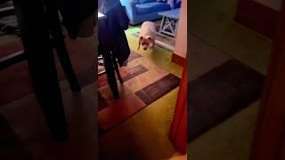 #dog vs. #vacuum