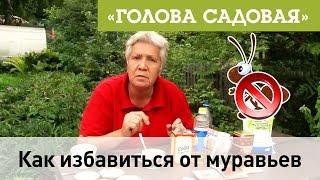 Голова садовая - Как избавиться от муравьев