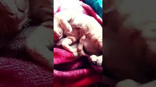 #cat so raha hai Goldy #