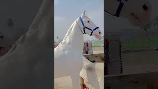 Beautiful White (Nukra) Horse/Desi Horse of Pakistan/#shortvideo #whatsappstatus #newvideo