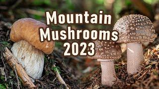 Mushroom Hunting - July 2023 - Mountain Mushrooms - Boletus edulis | Cep | Funghi porcini | Blusher