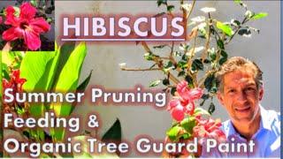 HIBISCUS CARE: Summer Pruning| Feeding | Organic Tree Guard Paint