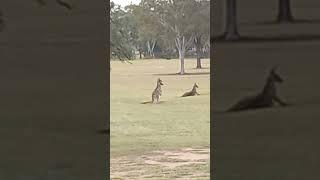 Miles golf course. #kangaroos