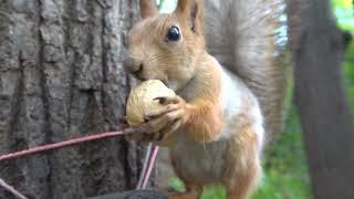 Забегала Белка - Строитель / Construction Squirrel came running