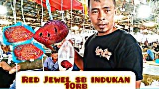 Riview Harga Red Jewel Sb termurah ‼️ Pasar Ikan Hias Parung