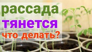 РАССАДА ВЫТЯНУЛАСЬ, ЧТО ДЕЛАТЬ? Рассада вытягивается.