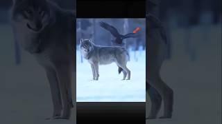 Why Wolf And Raven Are Friends ️‍⬛