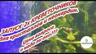 Запуск 2х креветочников для кристаллов и  неокаридин. Цена вопроса и проблем.