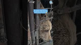 Abused Bear Found in Horrific Conditions #bears #animals