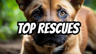 Incredible Animal Rescues - Our Top Rated Stories From 2023️