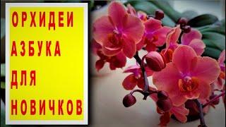 ОРХИДЕИ! АЗЫ и ПРАВИЛА ДЛЯ НАЧИНАЮЩИХ! СОВЕТЫ НОВИЧКАМ, КАК КУПИТЬ И ВЫРАСТИТЬ ЗДОРОВУЮ ОРХИДЕЮ!