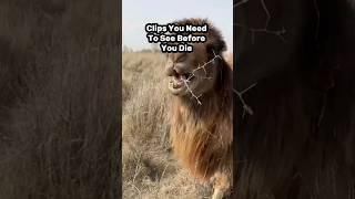 Clips You Need To See Before You Die #shorts