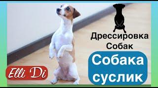 Собака-суслик ЖДЁТ ! Дрессировка собак с Elli Di.