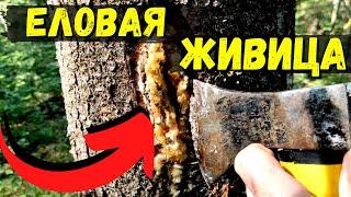 ЕЛОВАЯ ЖИВИЦА -  КАК и ЗАЧЕМ её добывают #46