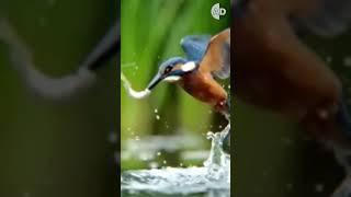 Why Kingfishers Get Stuck in Trees : The Cost of Being a Fast Hunter