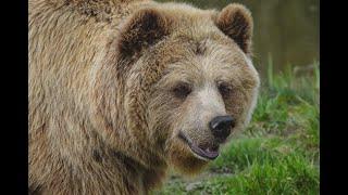 9 Bear Attacks That Are Bone Chilling