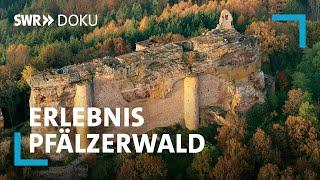 Erlebnis Pfälzerwald - Wein, Wald und wilde Tiere