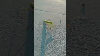 Spotted this green insect #youtubeshorts #shorts #4k #insects #flies #green #terrace #lucky