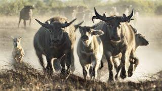 Extremely Rare Footage: Pack of Dingoes Hunting Asiatic Water Buffalo in Australia