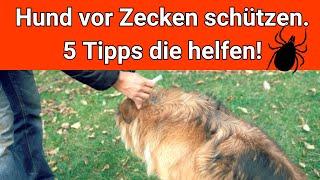 Hund vor Zecken schützen  5 Tipps die du tun kannst