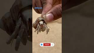 Mr crab  try to escape   #shorts #animalfunny  #crab