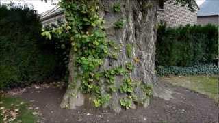 Old Ginkgo tree in Geetbets, Belgium, c. 1750