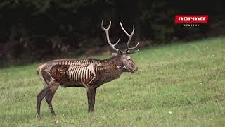 Vital Zones: Red Deer | Norma Academy