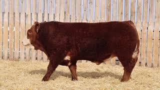 Lot 2  Black Gold Adonis 153H