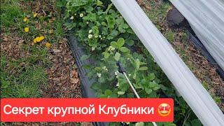 Секрет крупной Клубники / Подкормка клубники для крупной ягоды