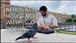 Summer Afro/Latin House mix by Egor Matveev with pigeon