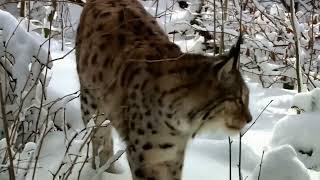This is how the lynx survives in extreme conditions  Even deer are in danger #animals  #birds #bear