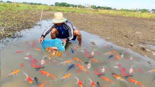 Wow a lot of beautiful fish! finding Holflmoon Betta fish for raising