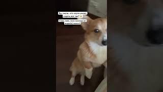 Тед сидит как человек  #корги #собака #коргипемброк #собаки #corgi #видеосживотными #животные #пес