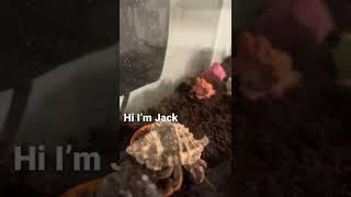 Meet my hermit crab jack￼