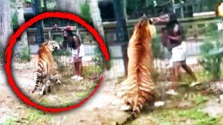 Woman Tries to Touch Tiger After Climbing Over Zoo Fence