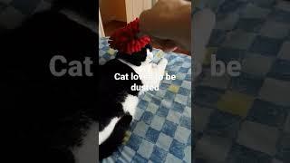 Duster Cat