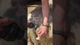 Cutest sheep gets a hair cut  #animals