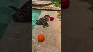 Pool Time