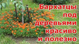 Посев бархатцев в приствольные круги деревьев. Бархатцы в огороде - красиво и полезно.