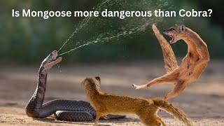 Is Mongoose more dangerous than Cobra?#Videos#youtubeviralvideos #viralvideos#cobra