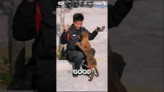 Stray Dog Walked Into Police Station And Got A Job ️#dog #doglover #animalshorts